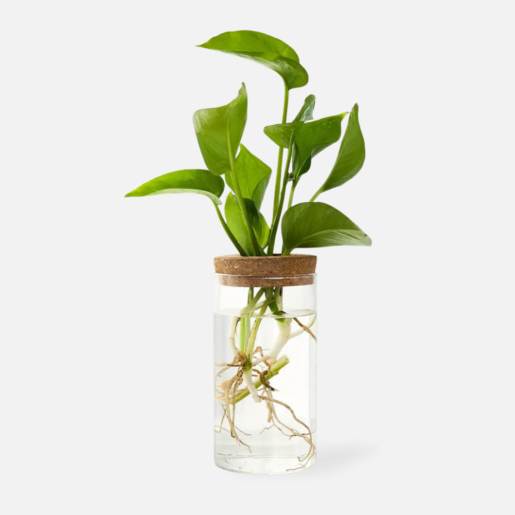 Minimalist glass and wood vases for home décor styling